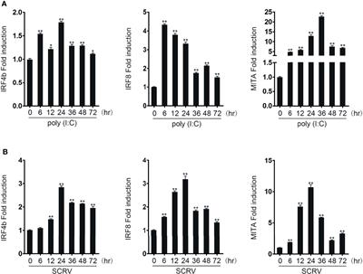 IRF4b and IRF8 Negatively Regulate RLR-Mediated NF-κB Signaling by Targeting MITA for Degradation in Teleost Fish